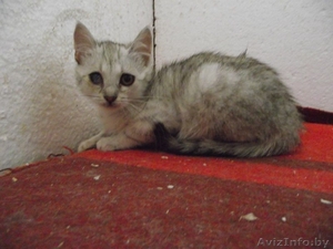 Крошка из приюта ищет дом #1302804