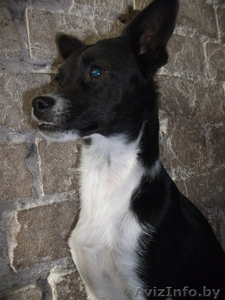 Маленькая, несчастная собачка ищет дом #1304994