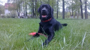 вязка собак кобель для вязки #1300978