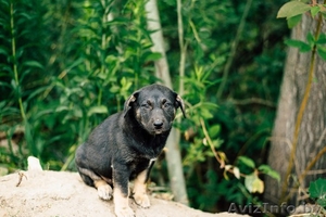 Щенки в дар в Минске #1305976