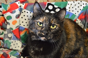 Кошка в дар. Маризель #1300301