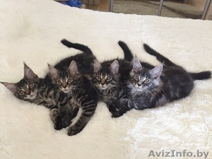 Котята породы мейн-кун,  черный мрамор и черный мрамор на серебре #1303814