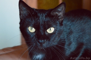 Кошка в дар. Габриэлла #1300308