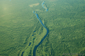 Семена лиственницы лиственница сибирская #1315379