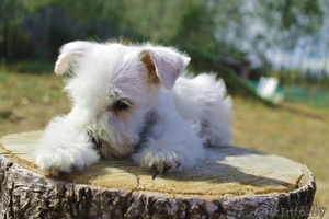 Хотите купить щенка цвергшнауцера? Приглашаем к нам! #1308375