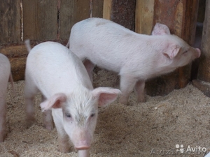 поросята белые продам #1309882