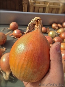 Услуги хранения овощей #1312519