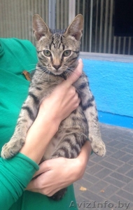 Найден кот-потеряшка #1315222