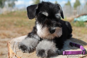 Щенки цвергшнауцера для вас из питомника #1308382