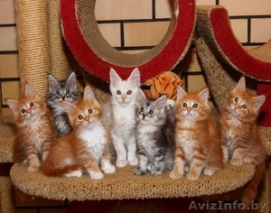 Котята Мейн-кун ищут новых хозяев #1309540