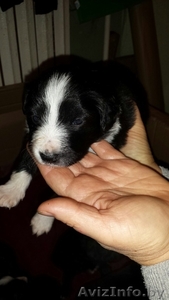 Отдаются в дар щенки #1313432