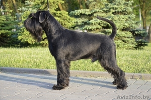 Продам щенков миттельшнауцера черного окраса #1308083