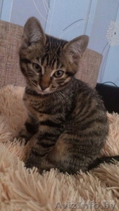 Ласковый котенок (мальчик) в дар #1315145