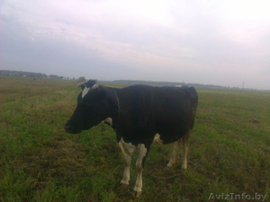 Продам 2 коровы 3тий ател. #1318901