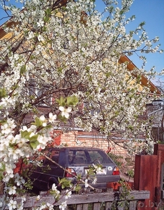 автомобиль Volkswagen Golf #1317978