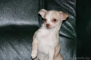 Летучий мыш - чихуахуа #1314345