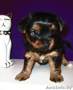 милые щеночки-йорки #1317328