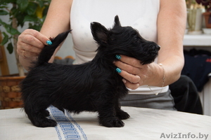 3 кобеля Скотч-Терьера,  малыши-карандаши #1313235