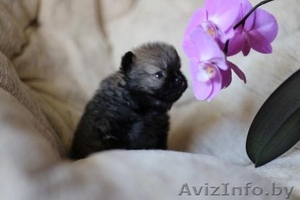 шпиц щенки-медвежата #1312247