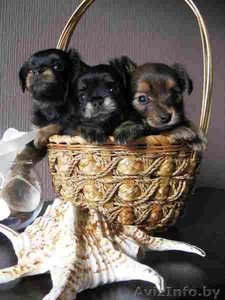 Чудо щеночки Русского длинношерстного Той-терьера #1313216