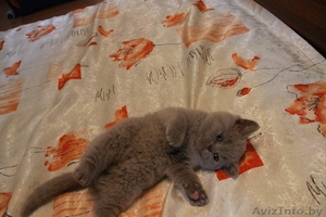 Британские  короткошерстные плюшевые котята #1309548