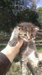 Отдам в дар котят #1314067