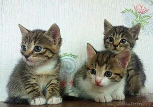 За-мур-чательные котята в дар! #1309874
