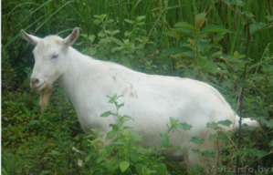 Продаются козлы зааненской породы или один козёл #1319042