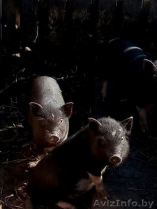 Вьетнамские поросята,  недорого  #1312124