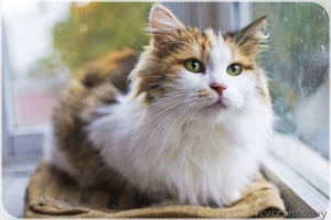 Миди – круче любого плюшевого медведя! #1316457