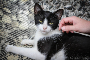 Кошка-ласкуша в дар! #1308855