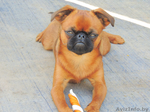 Пропал щенок брабансона #1318653