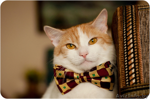 Кот Робин - потому что я красавчик! #1311079