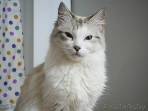 Люся - шикарная красавица - в дар! #1311843