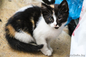  Трёхцветный котёнок в дар!  #1308865