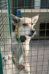 Преданный друг в дар #1327141