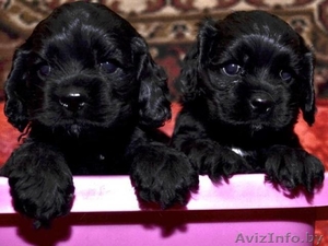 Щенки американского кокер спаниеля,  недорого #1322993