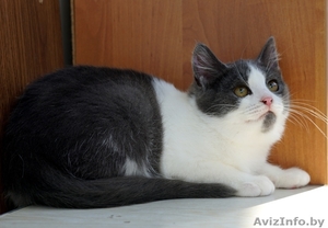 котенок Том ищет дом #1322426