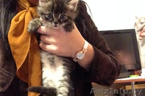 Бесплатно. В хорошие руки. Замечательные котята ищут себе новых хозяев) #1320256