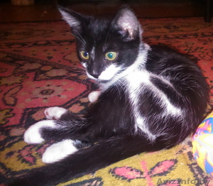 котята даром в хорошие руки #1331297