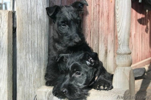 скотч терьера щенок #1327237