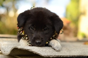 Щеночек -  пушистый комочек) #1322862