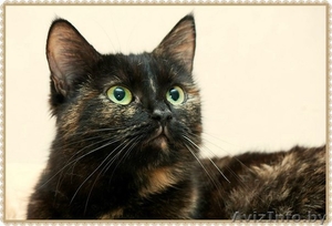  Валери - нежная,  ласковая кошка ищет дом! #1326598