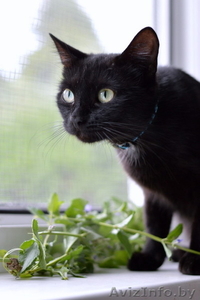 Помогите найти дом Пантерке! #1319410