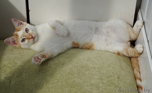 котики подростки  ищут дом #1292087