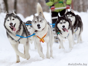 Карелия из Минска и Витебска на 12.12.2015 и 19.12.2015 #1329921