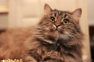 Августина – чтобы стала жизнь малиной!  #1322588