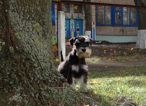 Мальчик Дони - цвергшнауцер черного с серебром окраса ищет маму и папу #1331278