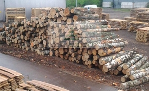 Предприятие закупает оптом необрезную / обрезную доску берёзы. #1324544