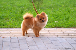 Щенок померанского шпица,  9 месяцев мальчик #1328516